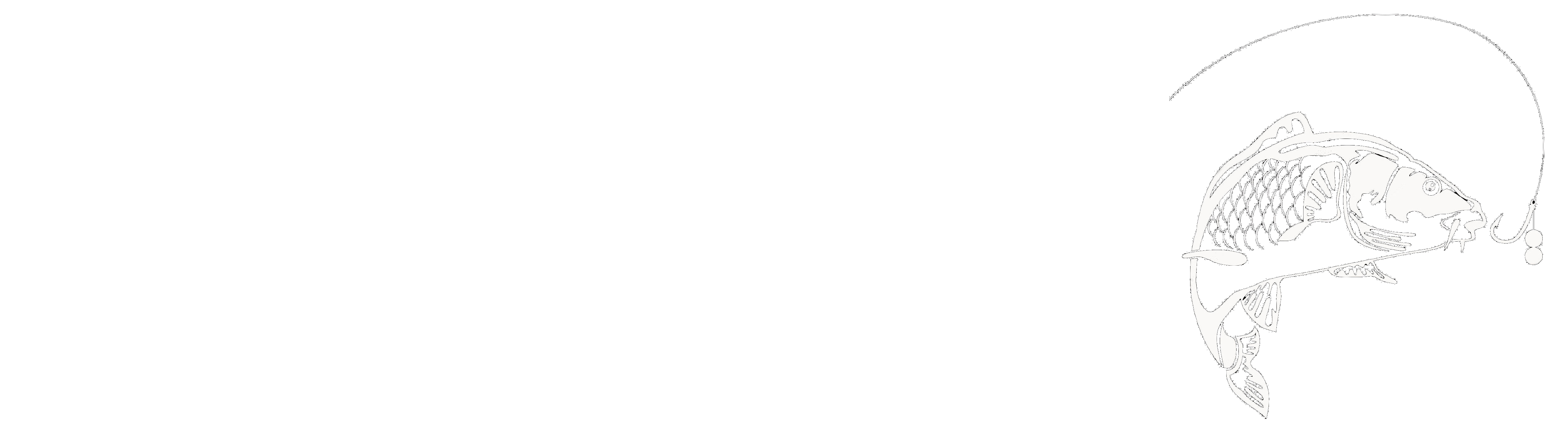 NICAS - Northern Ireland Carp Anglers Society